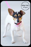 Bridgett -Puppy