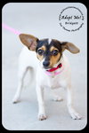 Bridgett -Puppy
