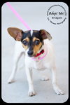 Bridgett -Puppy