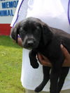 Carla -Puppy