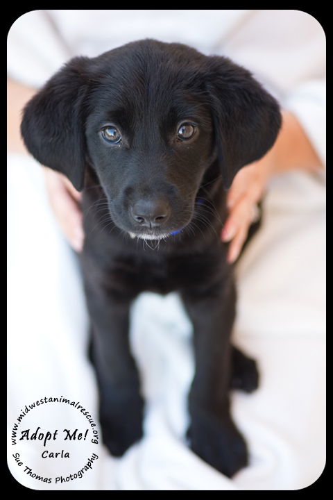 Carla -Puppy