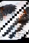 Carla -Puppy