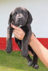 Cami -Puppy