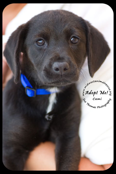 Cami -Puppy
