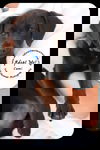 Cami -Puppy