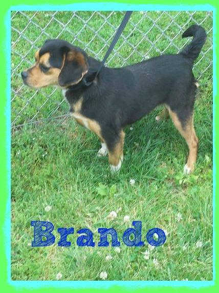 Brando