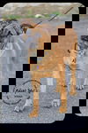Vixen-Foster Needed