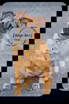 Vixen-Foster Needed