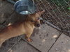 Junior