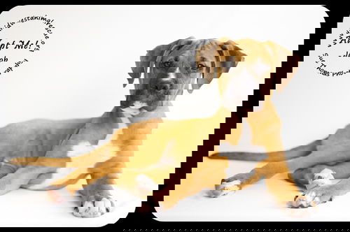 Jacob
