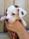 Bashful -Puppy