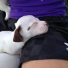 Bashful -Puppy