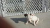 Bashful -Puppy