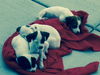 Bashful -Puppy