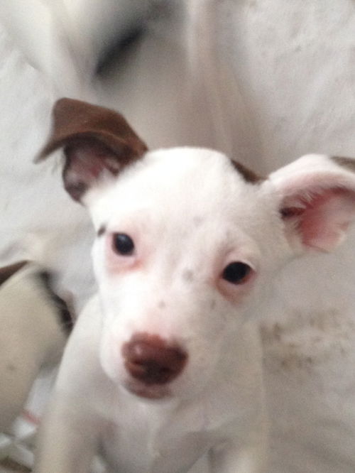 Bashful -Puppy