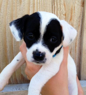 Sneezy -Puppy