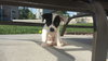 Sneezy -Puppy