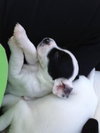 Sneezy -Puppy