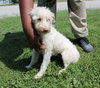 Julia Pup