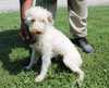 Julia Pup