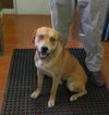 Dilly URGENT FOSTER NEEDED