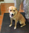 Dilly URGENT FOSTER NEEDED