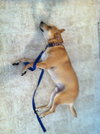 Dilly URGENT FOSTER NEEDED