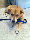 Dilly URGENT FOSTER NEEDED