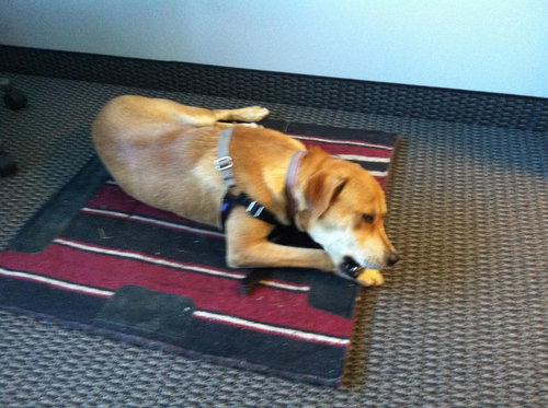 Dilly URGENT FOSTER NEEDED