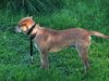 Dilly URGENT FOSTER NEEDED
