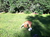 Dilly URGENT FOSTER NEEDED