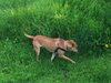 Dilly URGENT FOSTER NEEDED