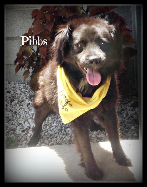 Pibbs