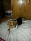 Buddy