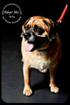 Brusi