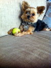 Twig