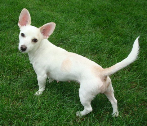 Maude