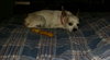 Artie