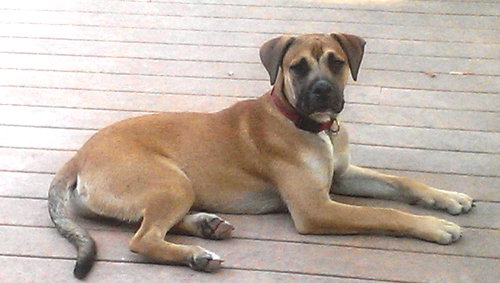 Rossi