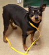 Aristotle-Urgent Foster Needed