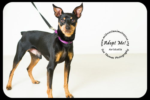 Aristotle-Urgent Foster Needed