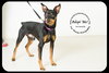 Aristotle-Urgent Foster Needed