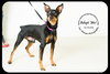 Aristotle-Urgent Foster Needed