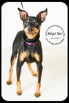 Aristotle-Urgent Foster Needed