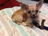 Chalupa -Puppy