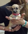Chalupa -Puppy