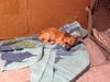 Chalupa -Puppy