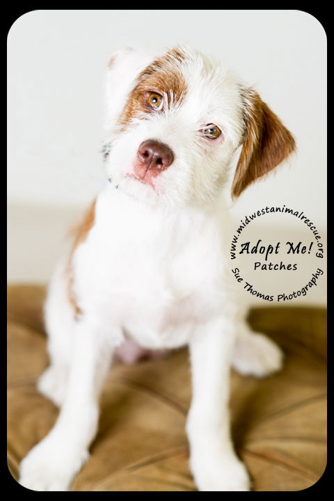 Patches Puppy