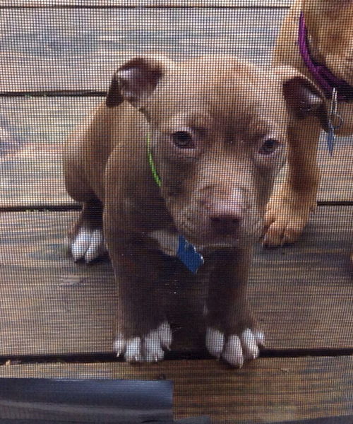 Gianna