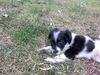 Elise -Puppy